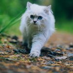 Britisch Langhaar Katze im Wald