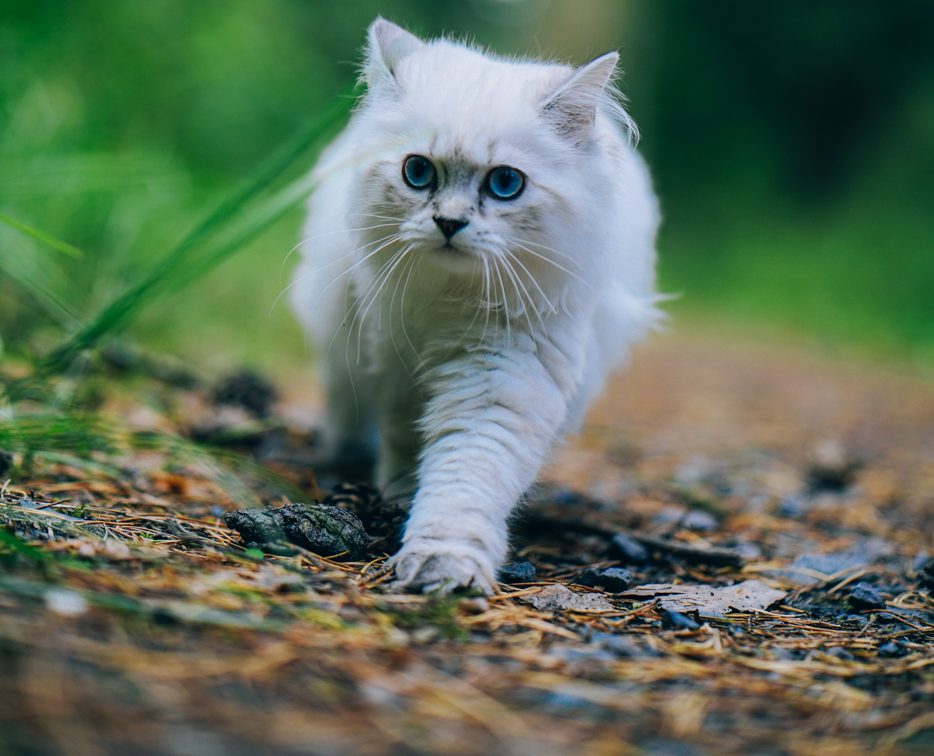 Britisch Langhaar Katze im Wald