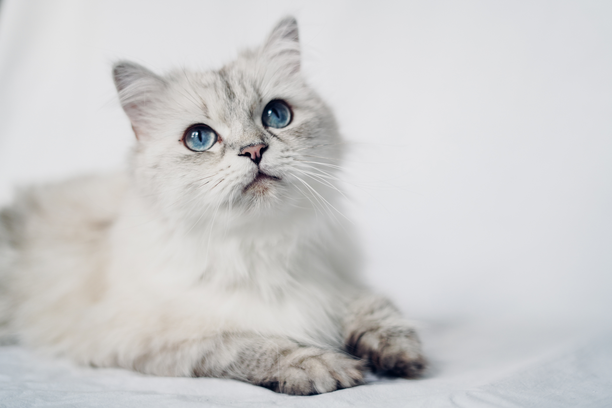 Silver Britisch Langhaar Katze aus Deutschland